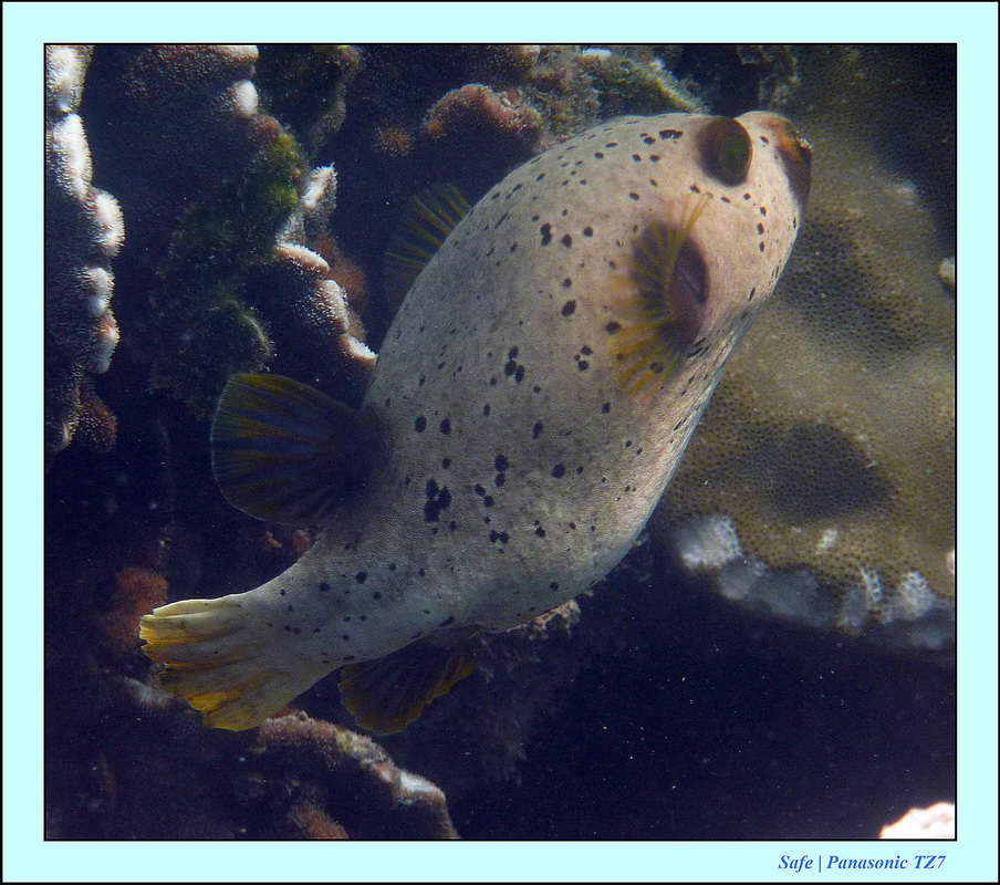 2011 - 03 - Koh Ngai 130